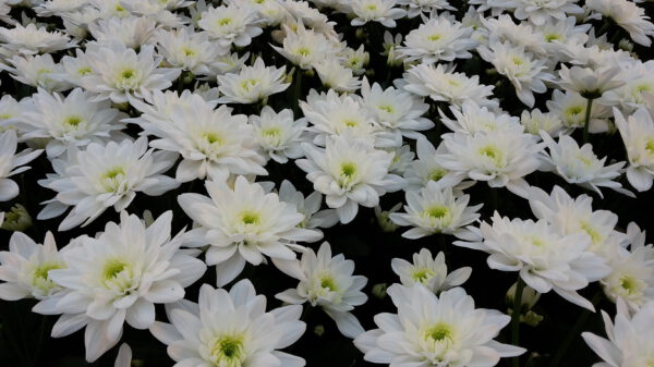 Only Sensational Pina Colada Chrysanthemums Grow Here - pina colada - on thursd