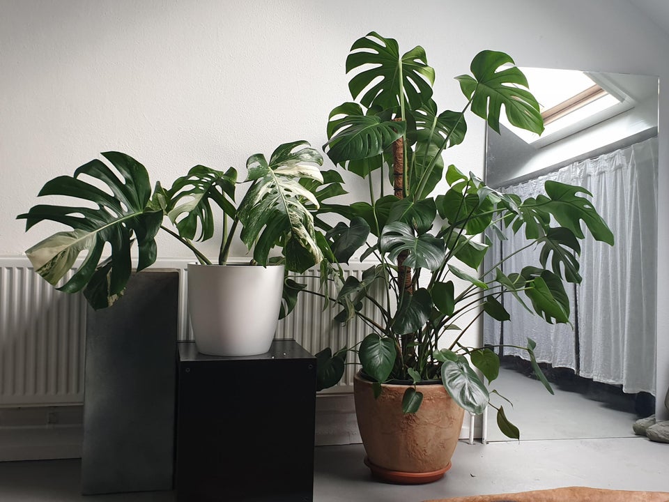 Monstera plants with Monstera Albo variegata on the left Monstera plants with Monstera Albo variegata on the left