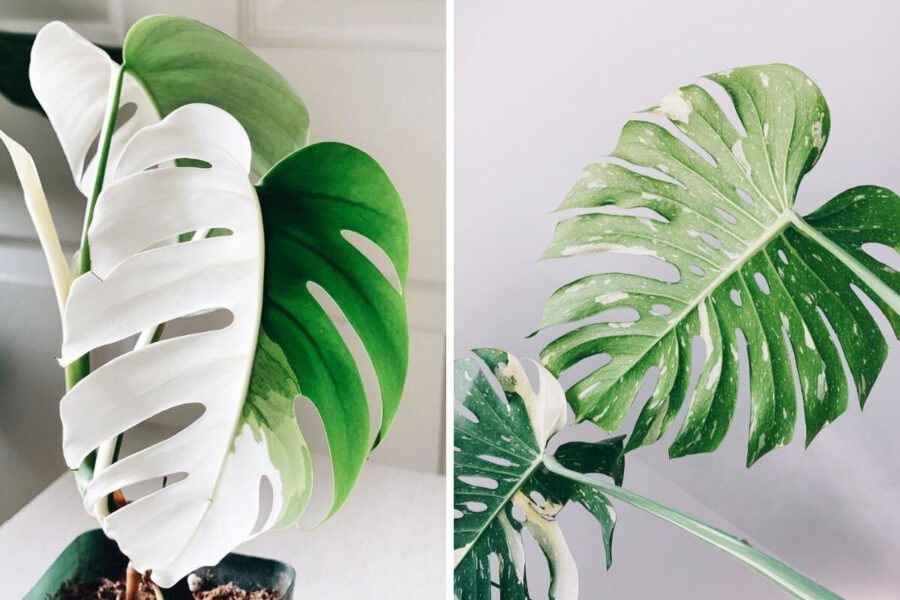 Monstera Deliciosa Variegated on Thursd Monstera Deliciosa Variegated Thai Constellation on Thursd