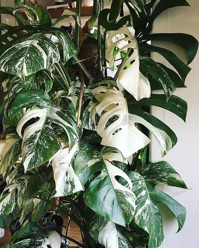 Monstera Deliciosa Albo Variegata on Thursd - Most expensive plants in the world Monstera Deliciosa Albo Variegata on Thursd - Most expensive plants in the world