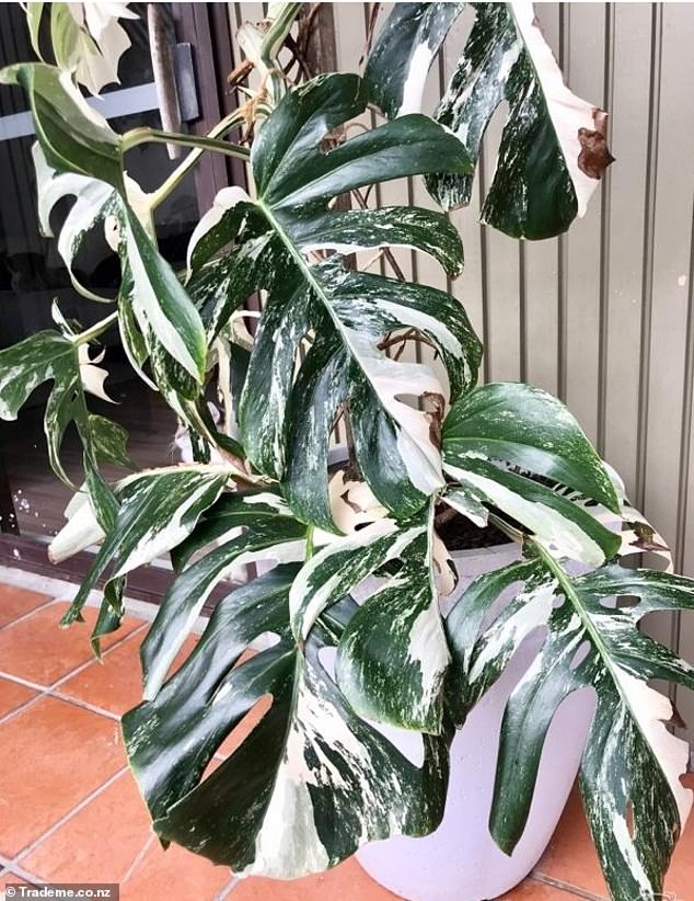 Monstera Deliciosa Alba Variegated on Trade Me