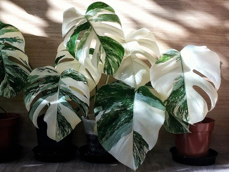 The rare and elusive Variegated Monstera The rare and elusive Variegated Monstera