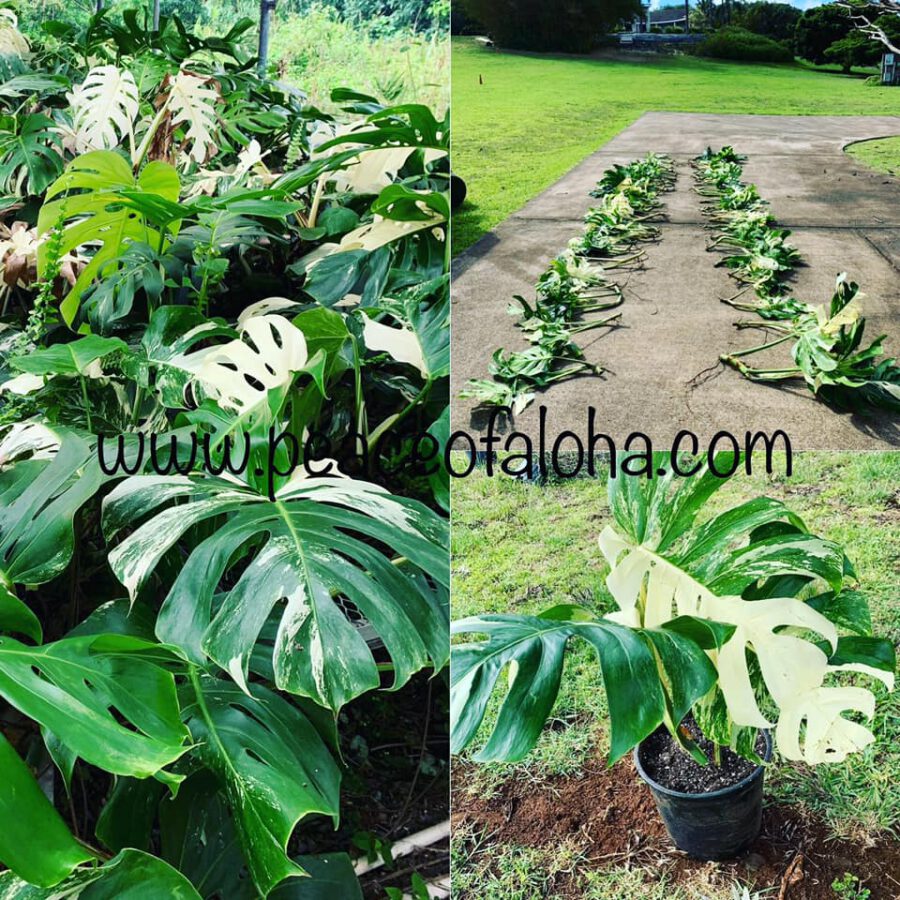Monstera Deliciosa Albo Variegata Peace of Aloha Monstera Deliciosa Albo Variegata Peace of Aloha