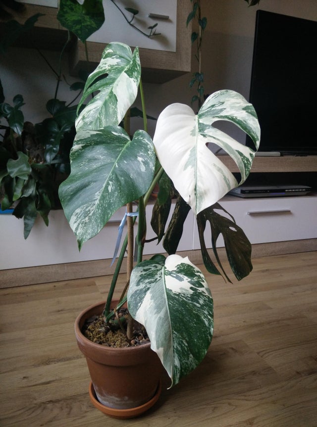 Monstera Deliciosa Albo Variegata on Thursd - Most expensive plants in the world 02 Monstera Deliciosa Albo Variegata on Thursd - Most expensive plants in the world 02