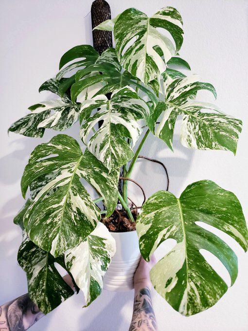Monstera Deliciosa Albo Variegata on Thursd - Most expensive plants in the world 05 Monstera Deliciosa Albo Variegata on Thursd - Most expensive plants in the world 05