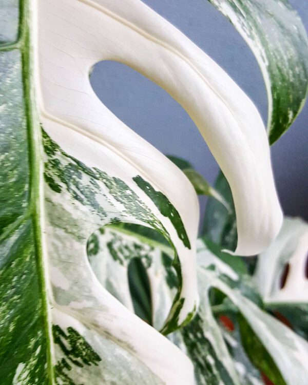 Monstera Deliciosa Albo Variegata on Thursd - Most expensive plants in the world 08 Monstera Deliciosa Albo Variegata on Thursd - Most expensive plants in the world 08
