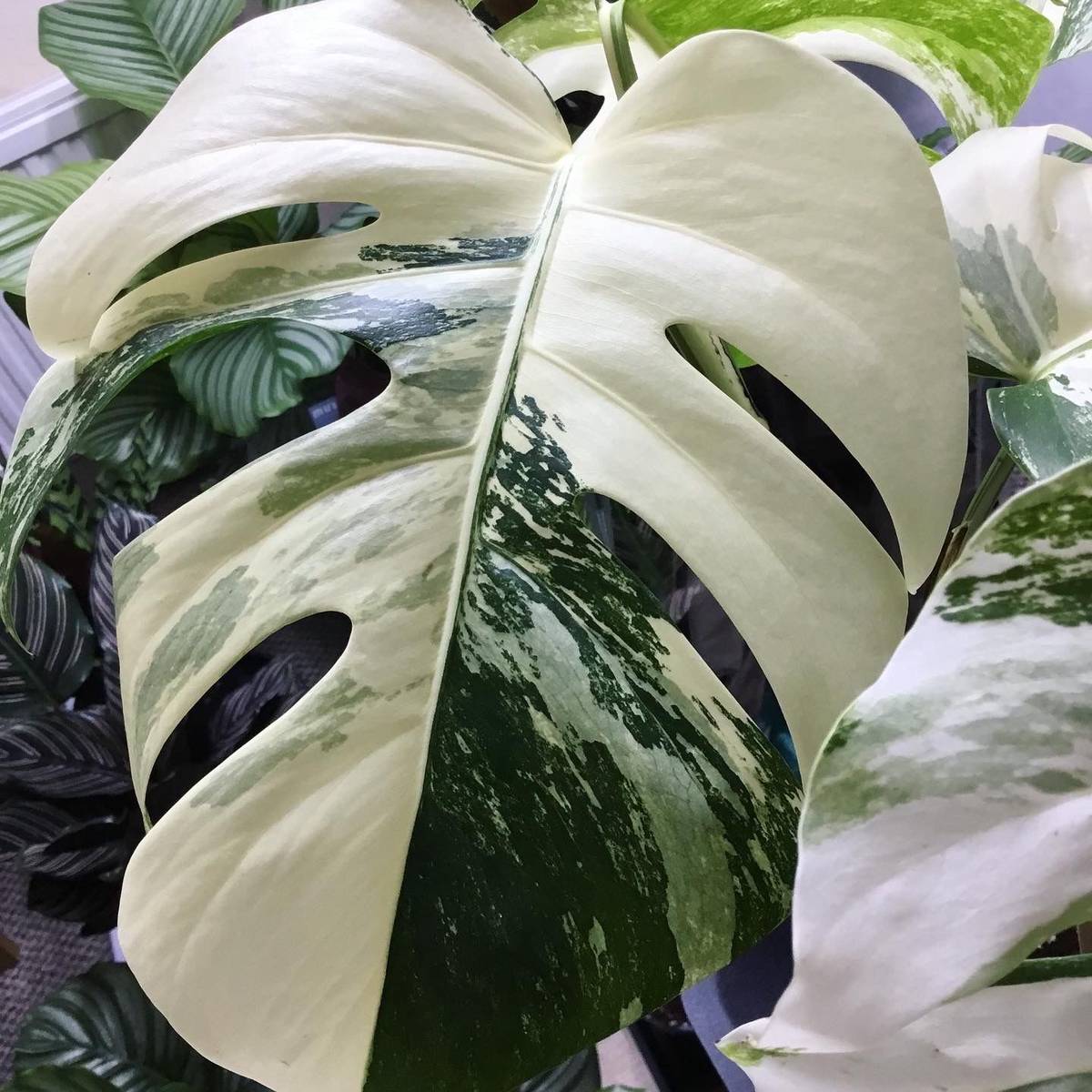 Monstera Deliciosa Albo Variegata on Thursd - Most expensive plants in the world 07