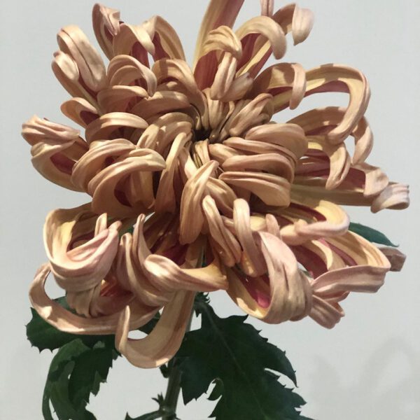 honestwoman.co_ Chrysanthemum Vienna Copper