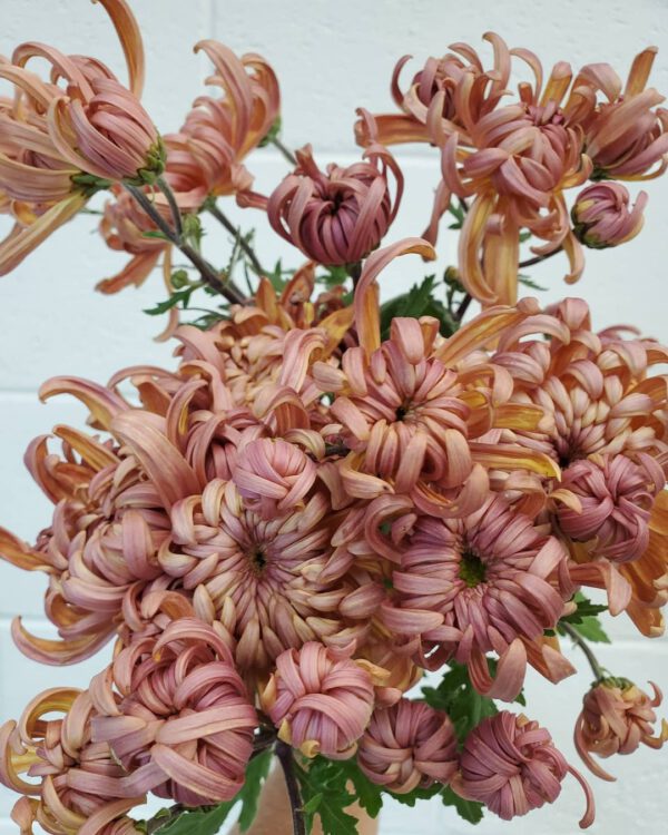 barefootfarmflowers_ vienna copper chrysanthemum