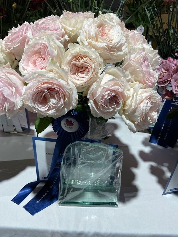 Garden Roses from Alexandra Farms Take Top Three Spots in Proflora Variety Contest Tsumugi Rose