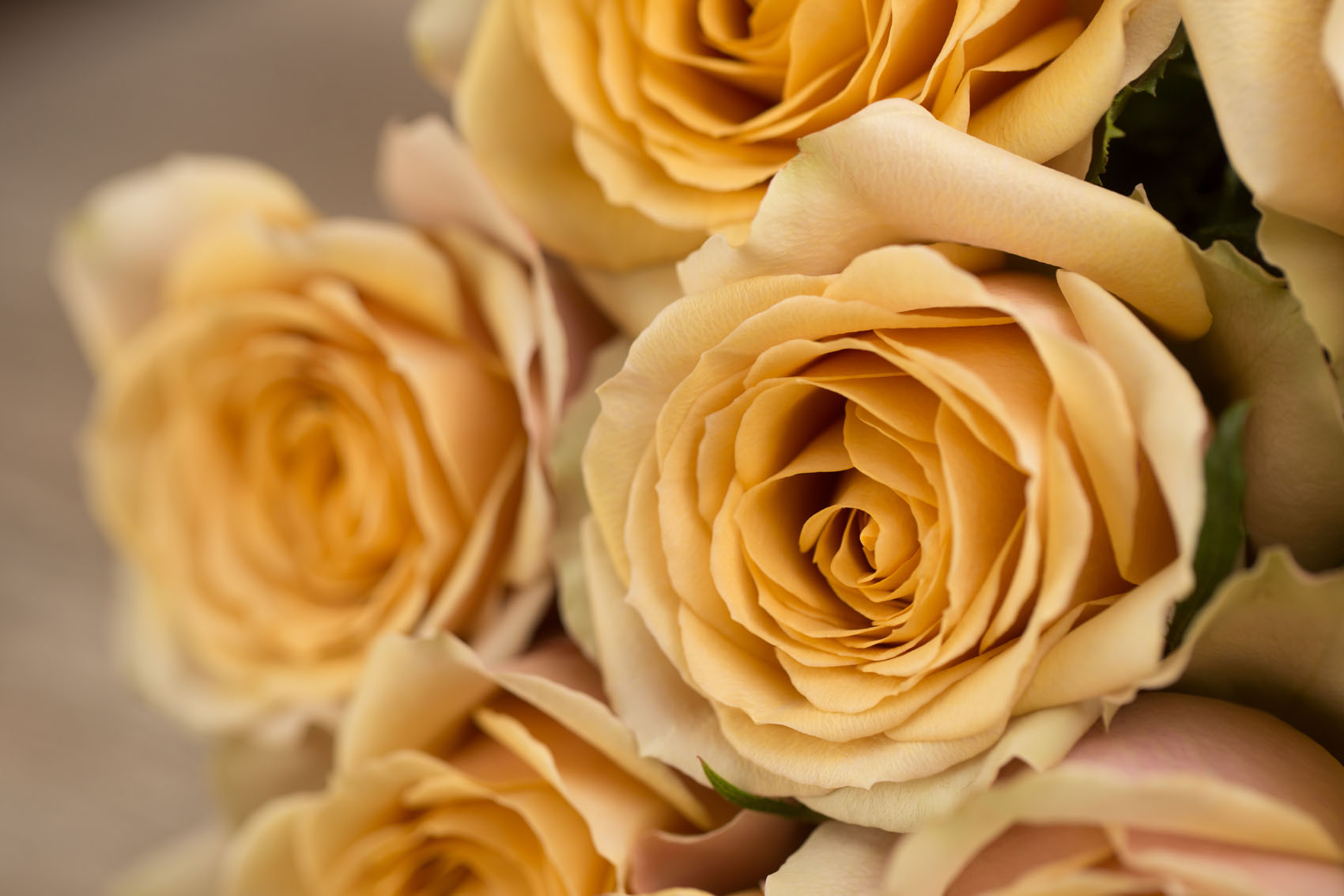 Beautiful Roses That Fit Into Your Scorched Earth Color Palette Golden Mustard Rose