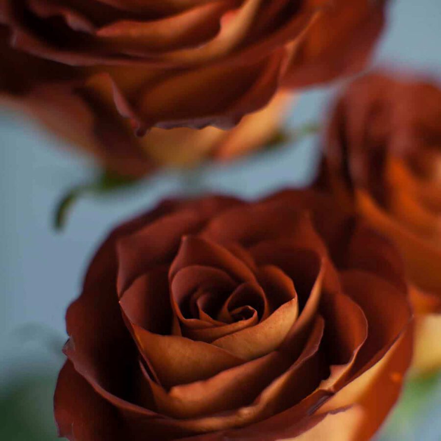 Beautiful Roses That Fit Into Your Scorched Earth Color Palette Hot Rock roses