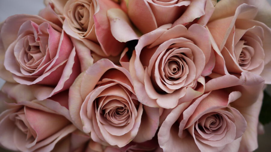 Beautiful Roses That Fit Into Your Scorched Earth Color Palette Cafe Latte