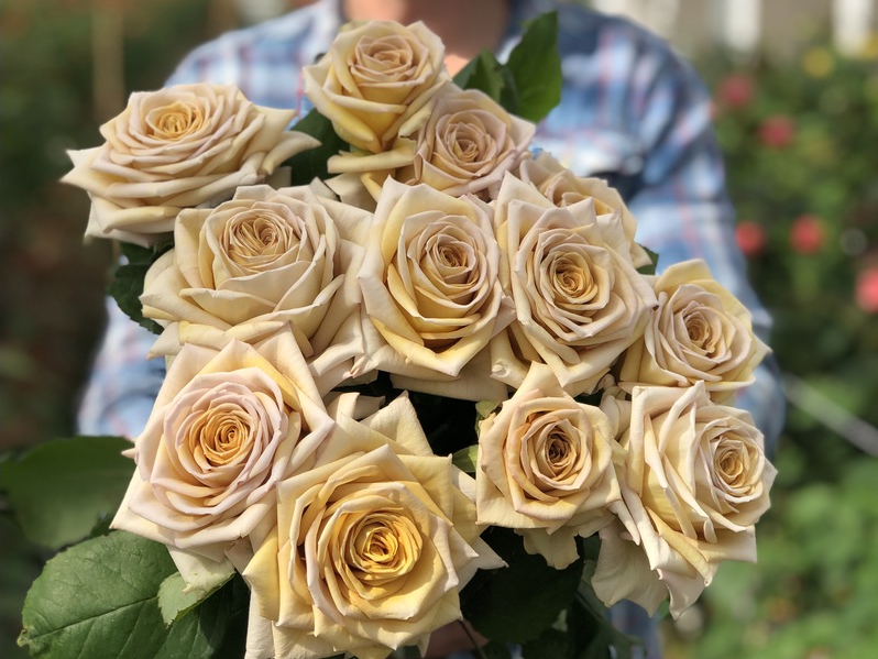 Beautiful Roses That Fit Into Your Scorched Earth Color Palette Spoiler Rose