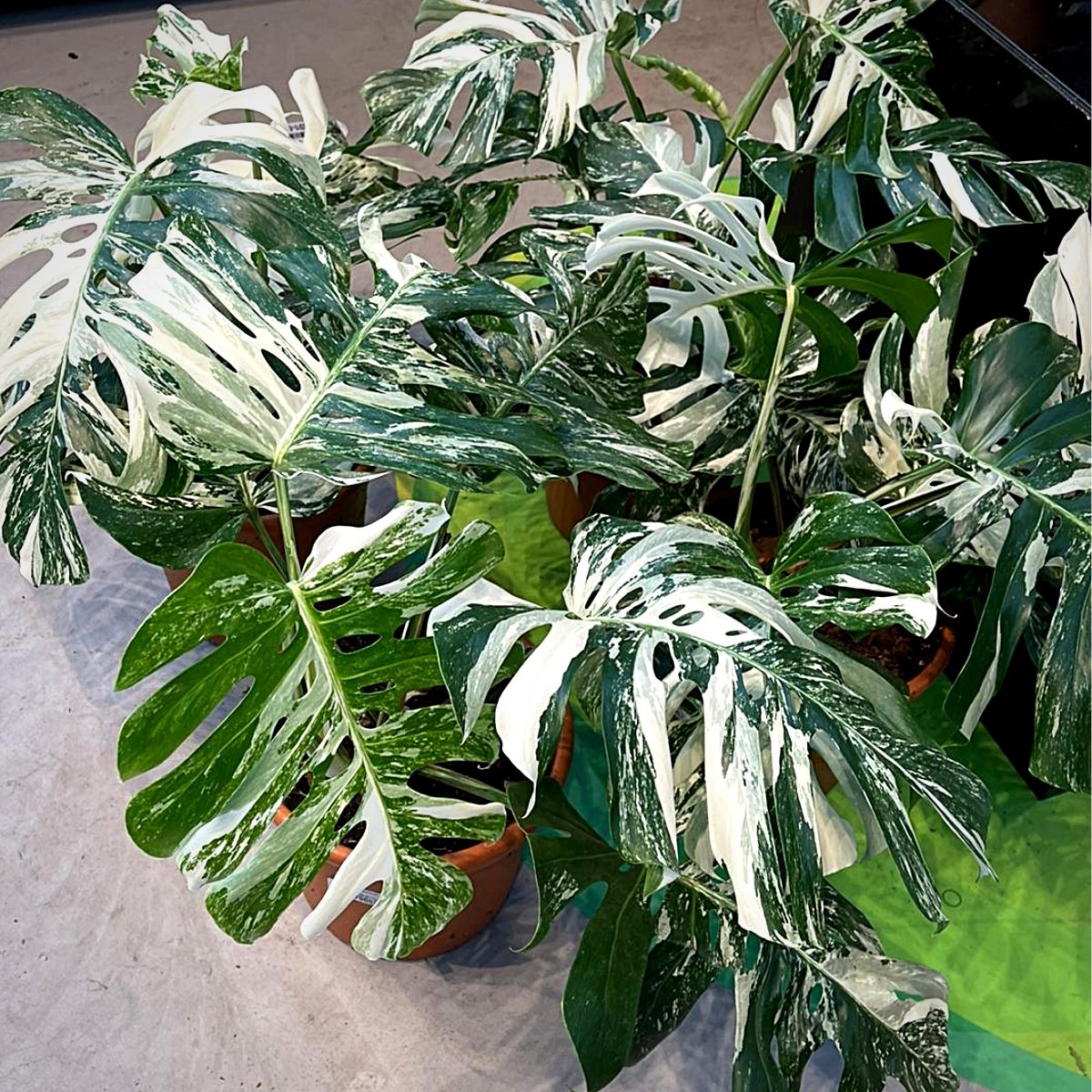 Monstera Deliciosa Albo variegata Variegated Monstera Deliciosa Albo variegata