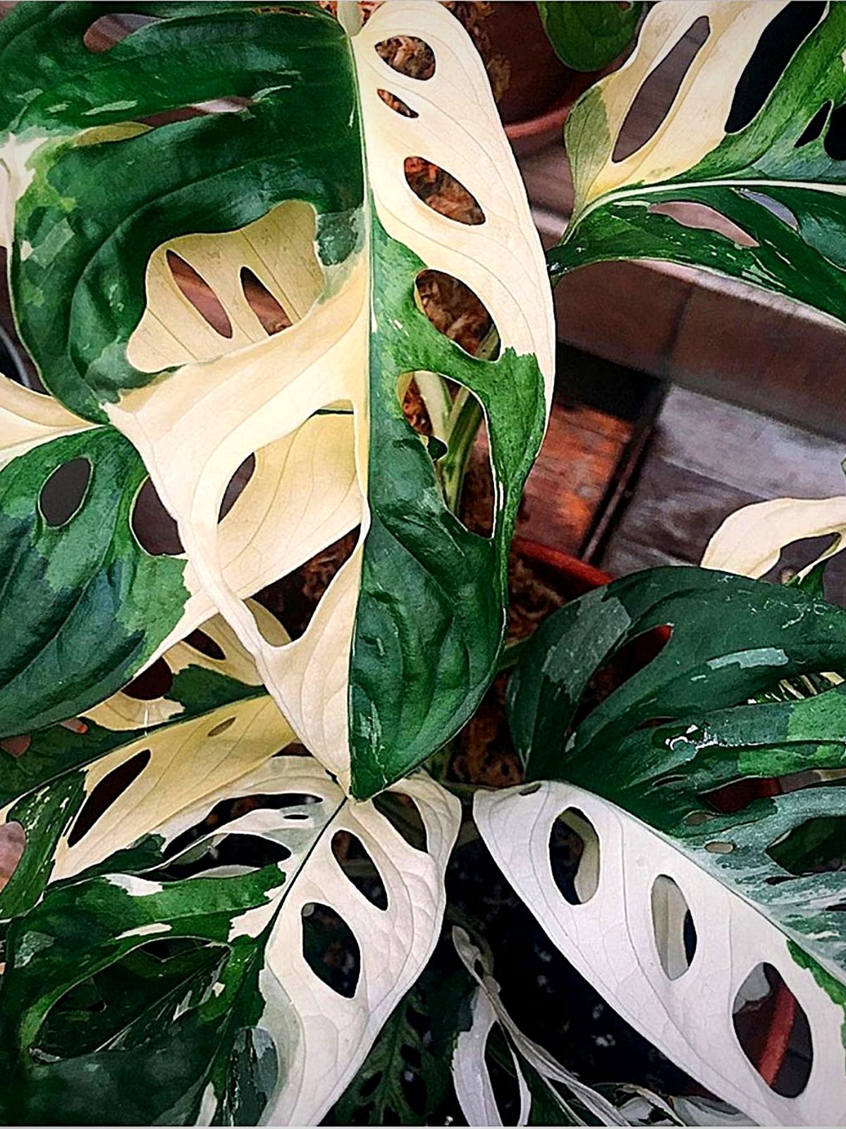 Monstera Adansonii Albo Variegata Monstera Adansonii Albo Variegata