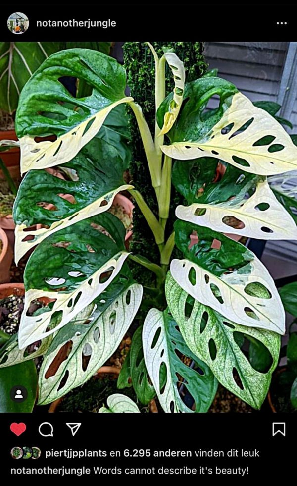 Monstera Adansonii Albo Variegata Monstera Adansonii Albo Variegata
