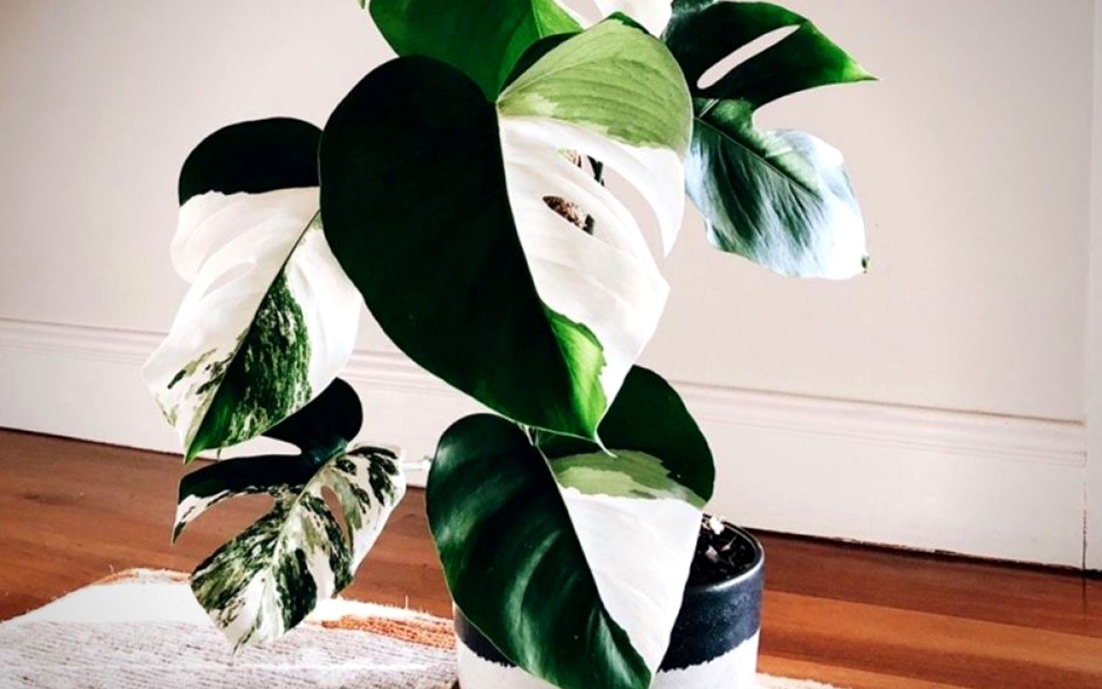 Monstera Variegata Houseplants for sale Monstera Variegata Houseplants for sale