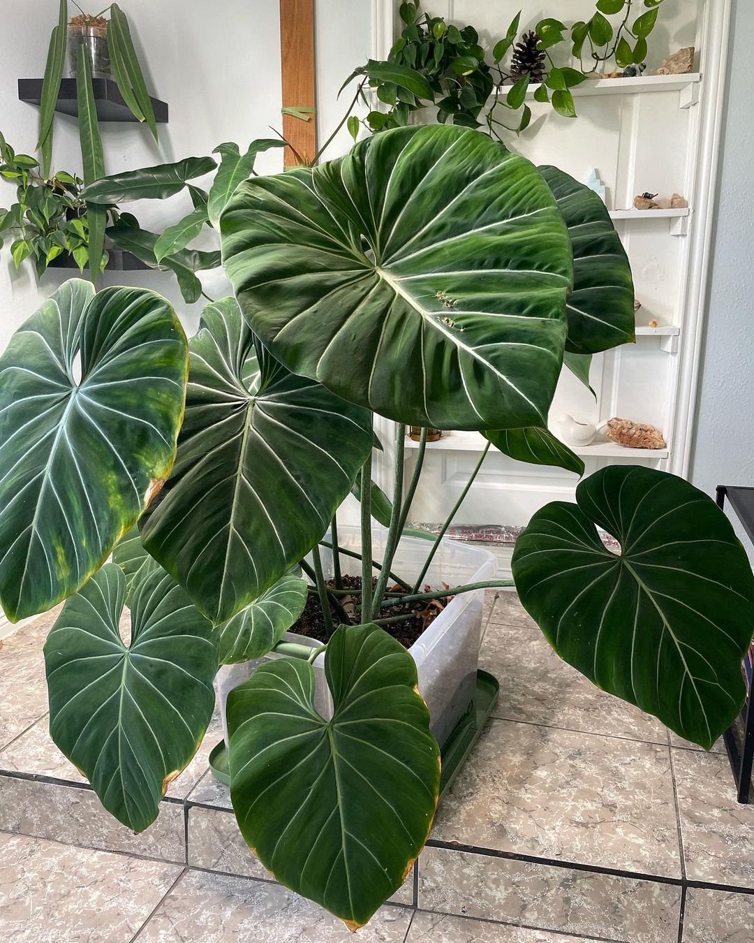 The Philodendron Gloriosum is a True Houseplant Gem Big green leaves of this philodendron make it a center of attraction.