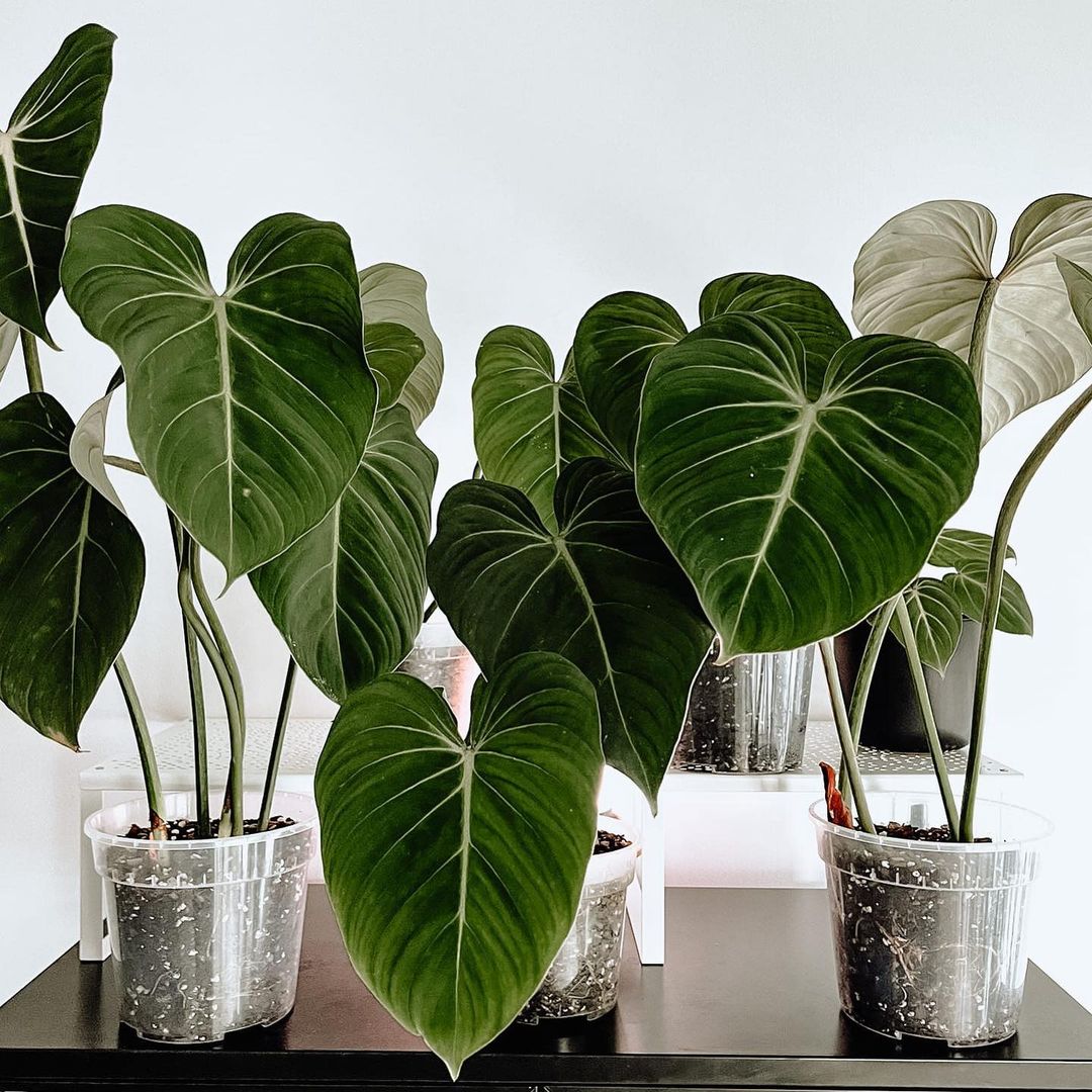 The Philodendron Gloriosum is a True Houseplant Gem potted philodendron gloriosums