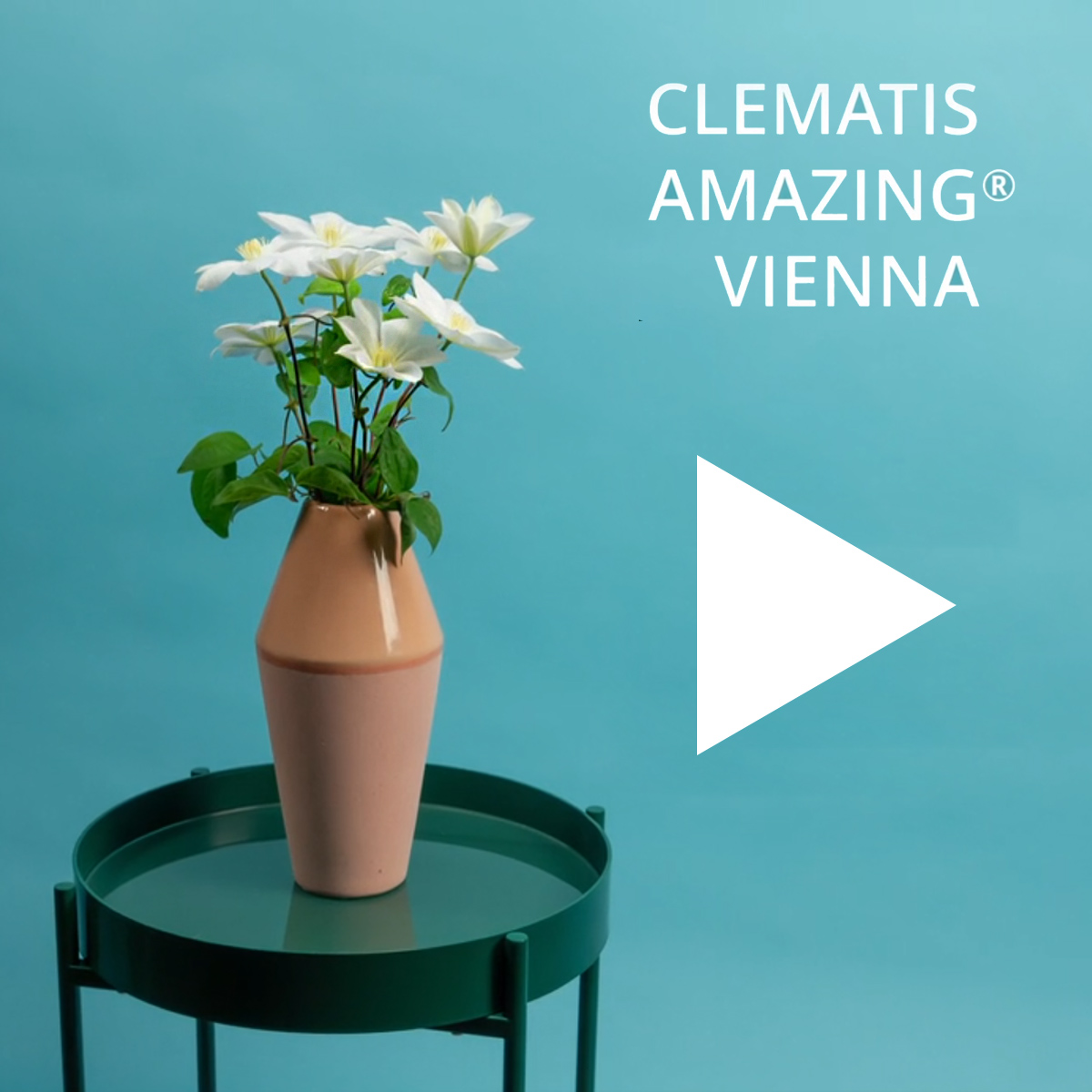 Do It Like Joseph Massie - Design Your Own Bowl With Clematis Amazing Vienna video Do It Like Joseph Massie - Design Your Own Bowl With Clematis Amazing Vienna video