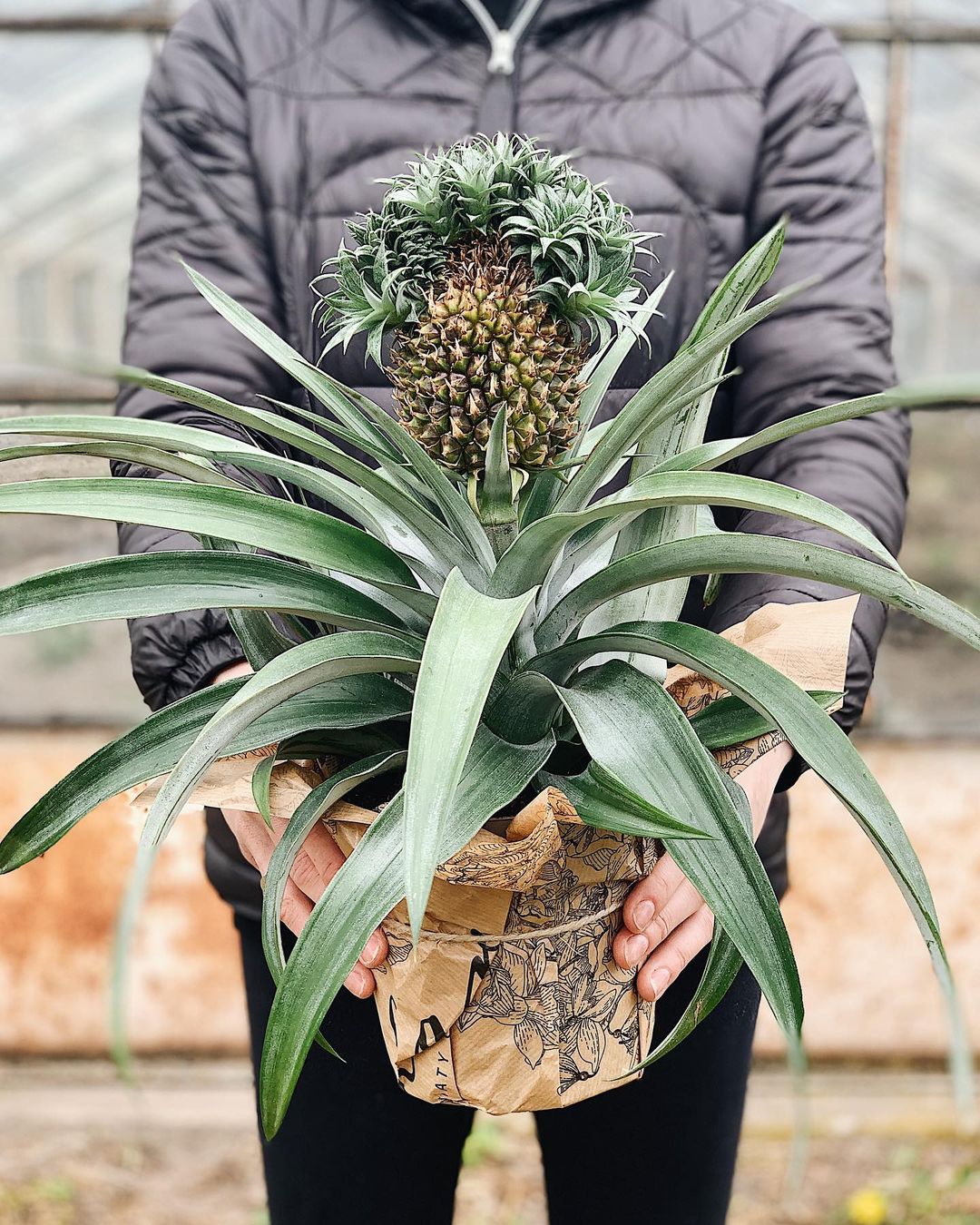 Bromelia Specialist Pineapple Plant - on Thursd