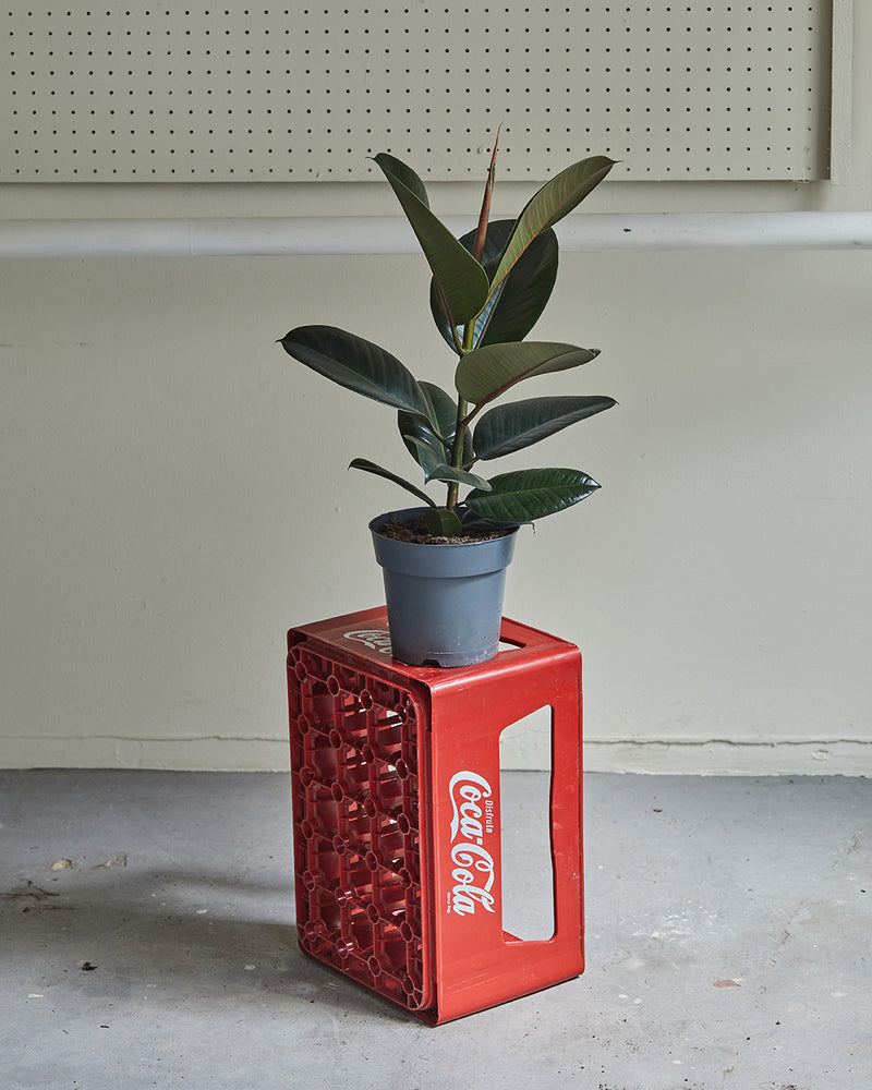 Ficus elastica- Plants that bring luck Ficus elastica- Plants that bring luck
