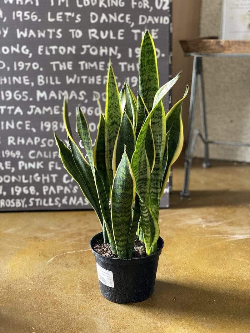 Sansevieria Laurentii - Snake Plant - Fortune plant