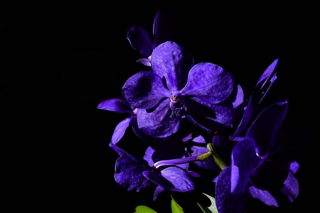 Blue Vanda Blue Vanda