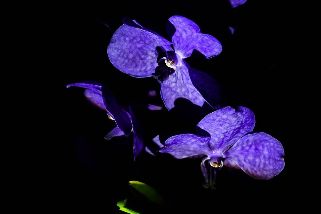 Blue Vanda Blue Vanda
