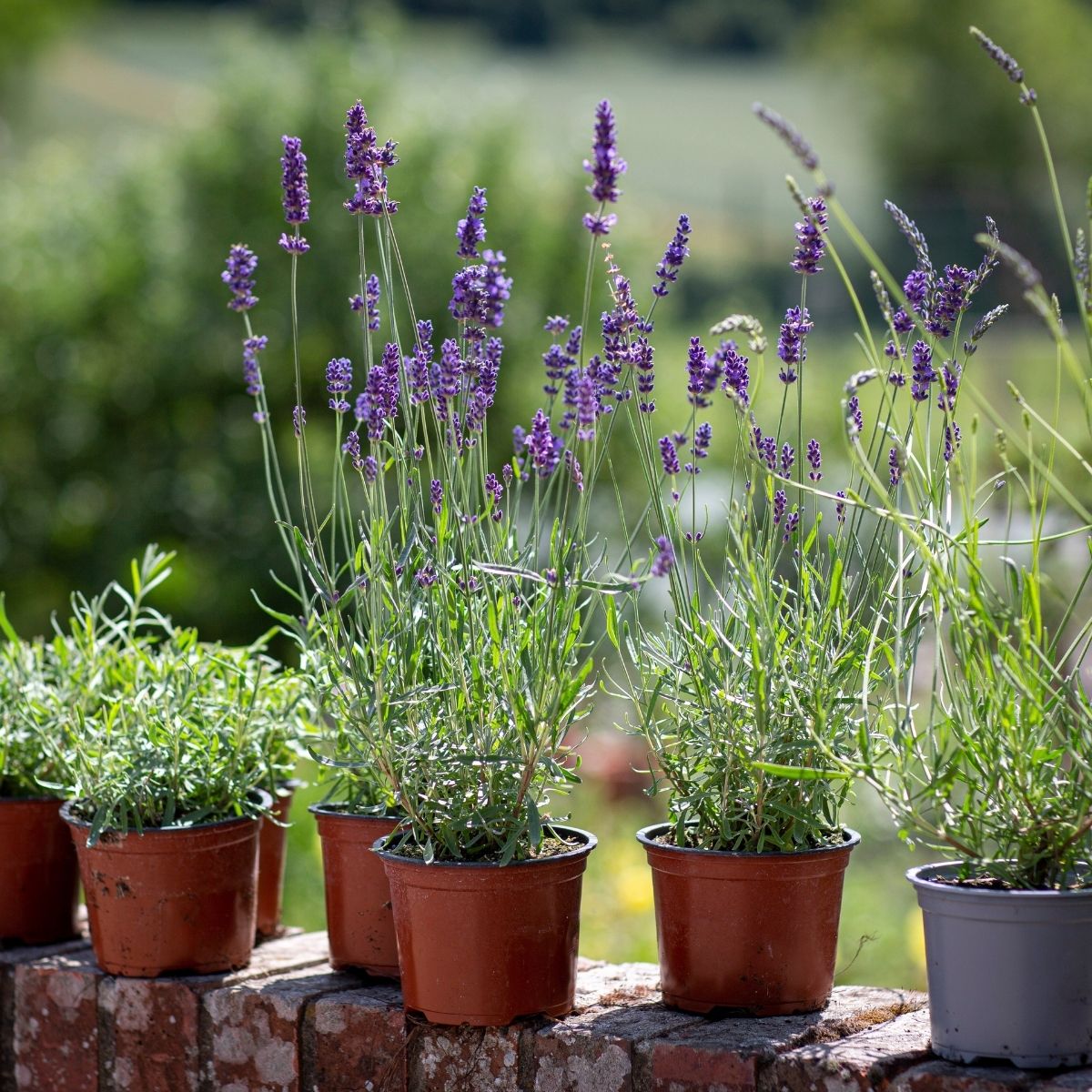 Lavandula Angustifolia - Plant that brings luck