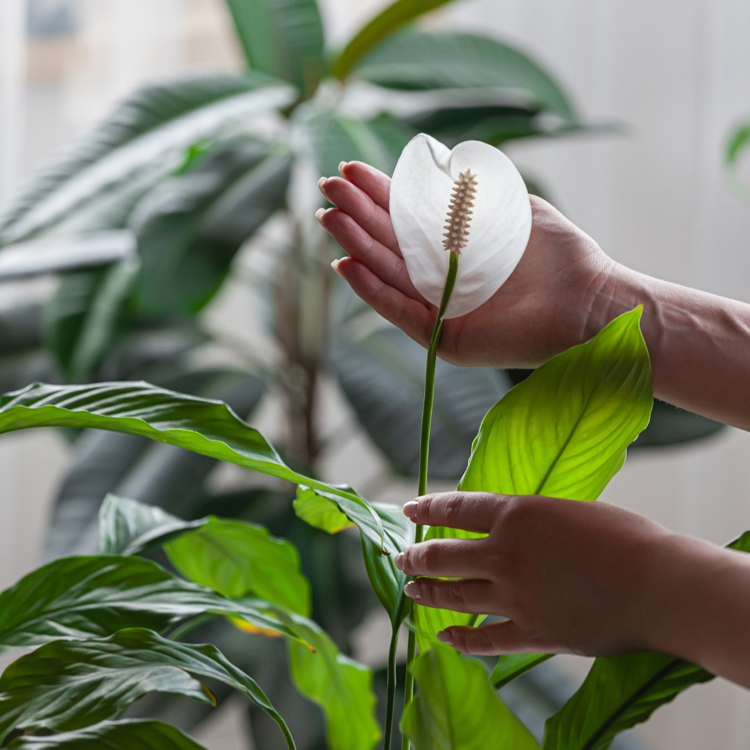 Spathiphyllum - plant that bring good luck and fortune