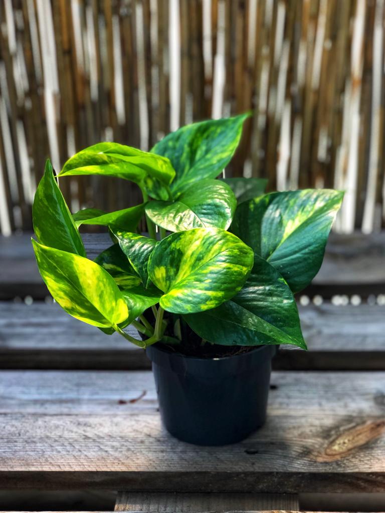Golden pothos - a luck and fortune bringing plant Golden pothos - a luck and fortune bringing plant