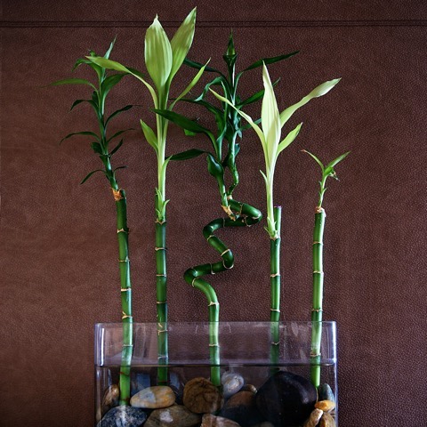 Lucky Bamboo - Dracaena Sanderiana Lucky Bamboo - Dracaena Sanderiana
