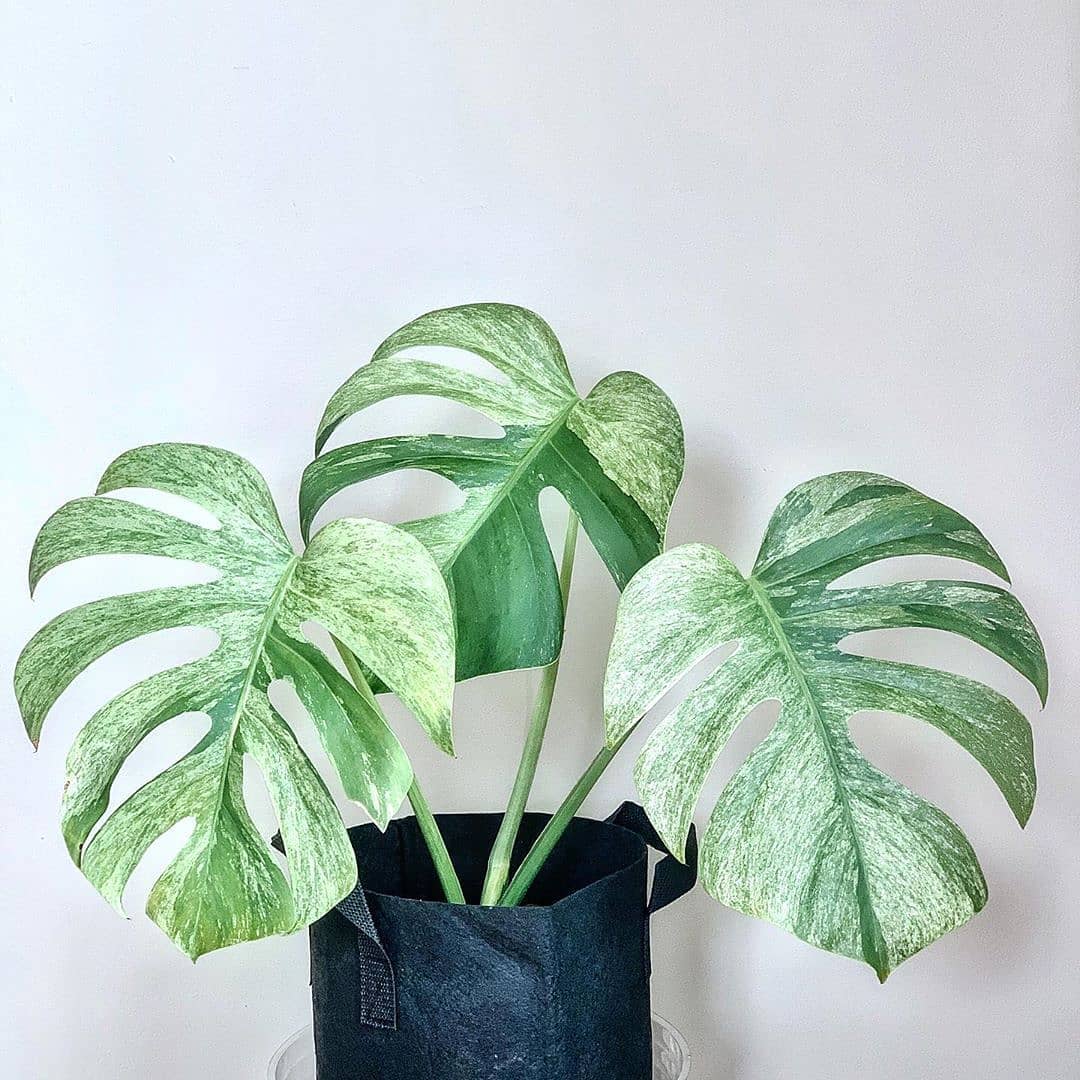 Monstera Variegated - Deliciosa Mint Monstera Variegated - Deliciosa Mint