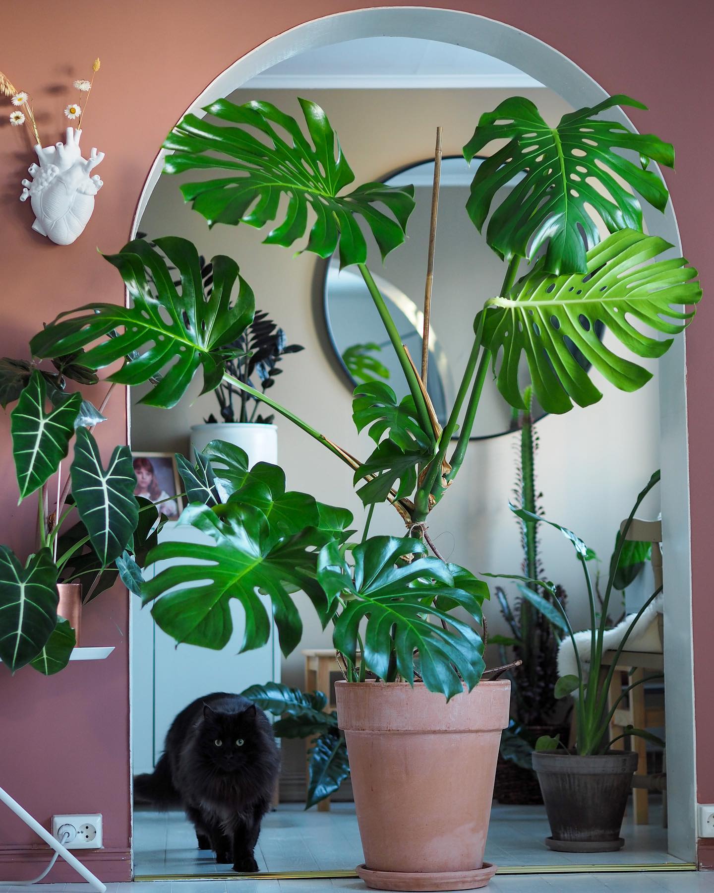 Monstera Deliciosa Houseplant is good for in the shade - on Thursd. Monstera Deliciosa Houseplant is good for in the shade - on Thursd.