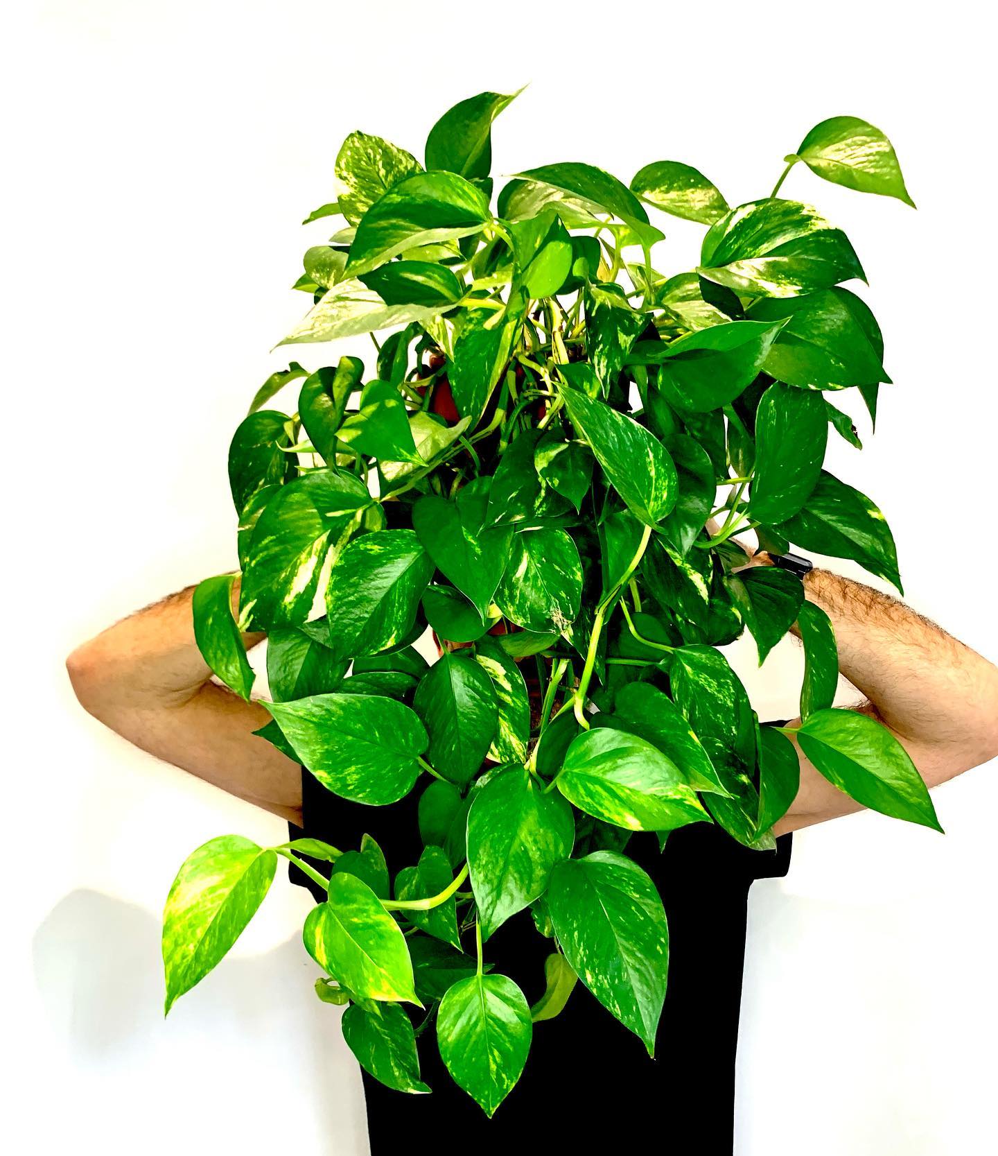 Golden pothos - Good Houseplant for dark spot - on Thursd Golden pothos - Good Houseplant for dark spot - on Thursd