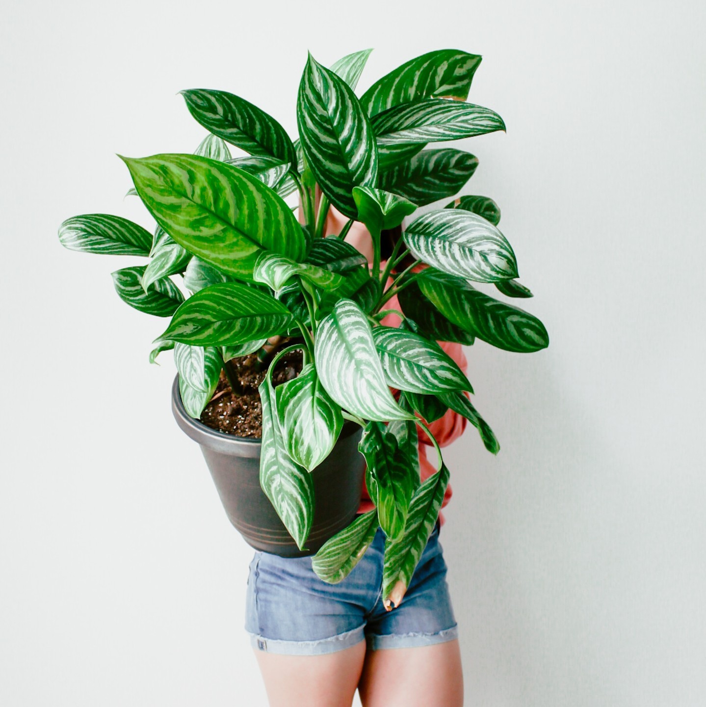 Aglaonema - Chinese evergreen - Houseplant for shade