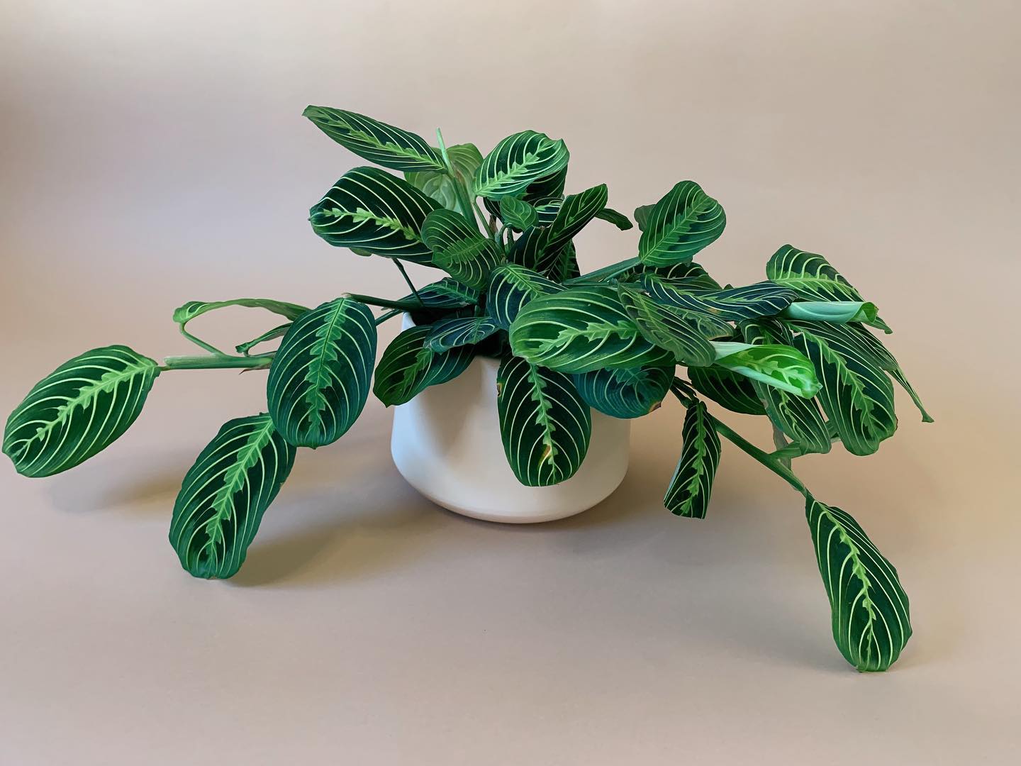 Prayer Plant - good for dark spot - on Thursd.