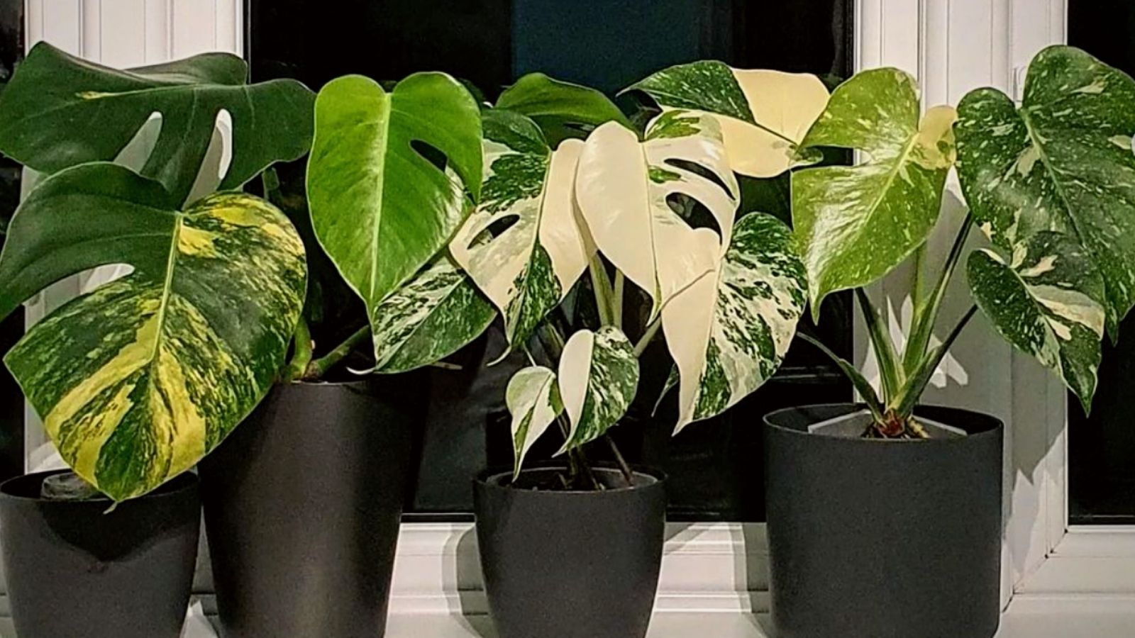Monstera Variegata Albo Aureum Thai Constellation - on Thursd. Monstera Variegata Albo Aureum Thai Constellation - on Thursd.