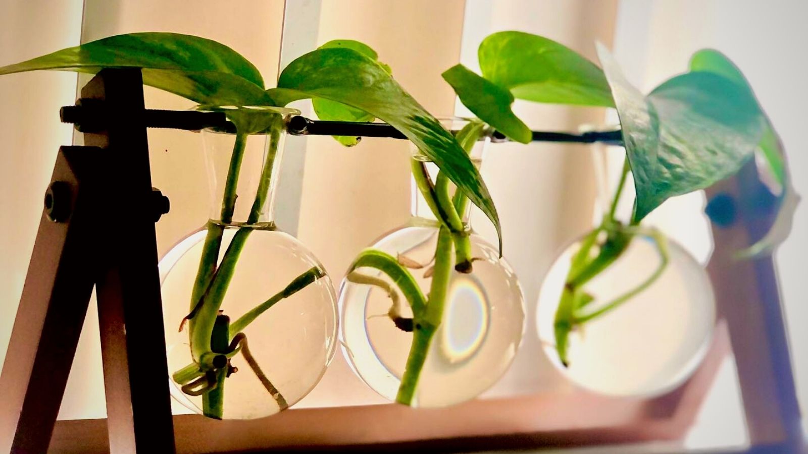 Golden pothos propagation - on Thursd Golden pothos propagation - on Thursd