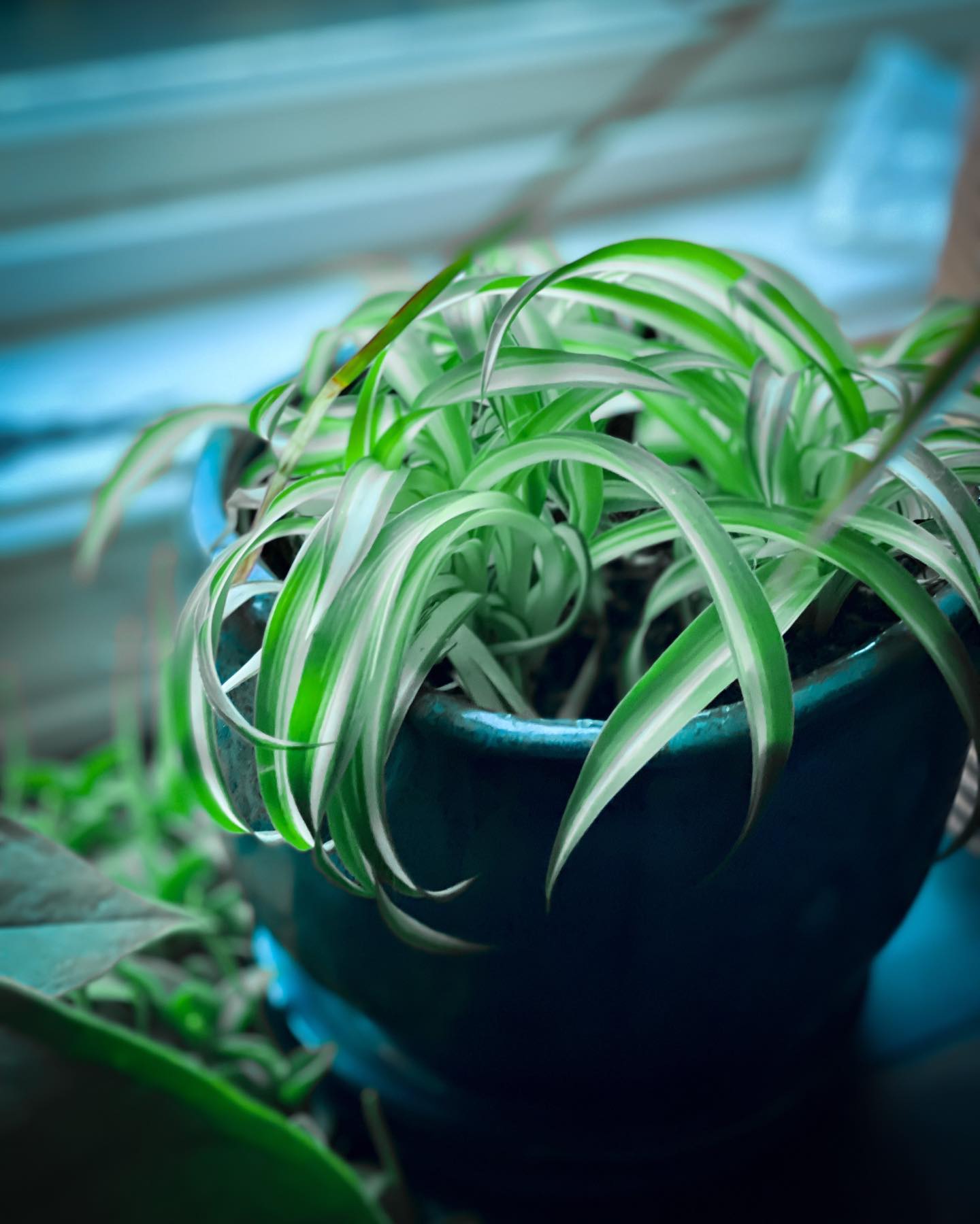 Spider Ppant Spider Plant