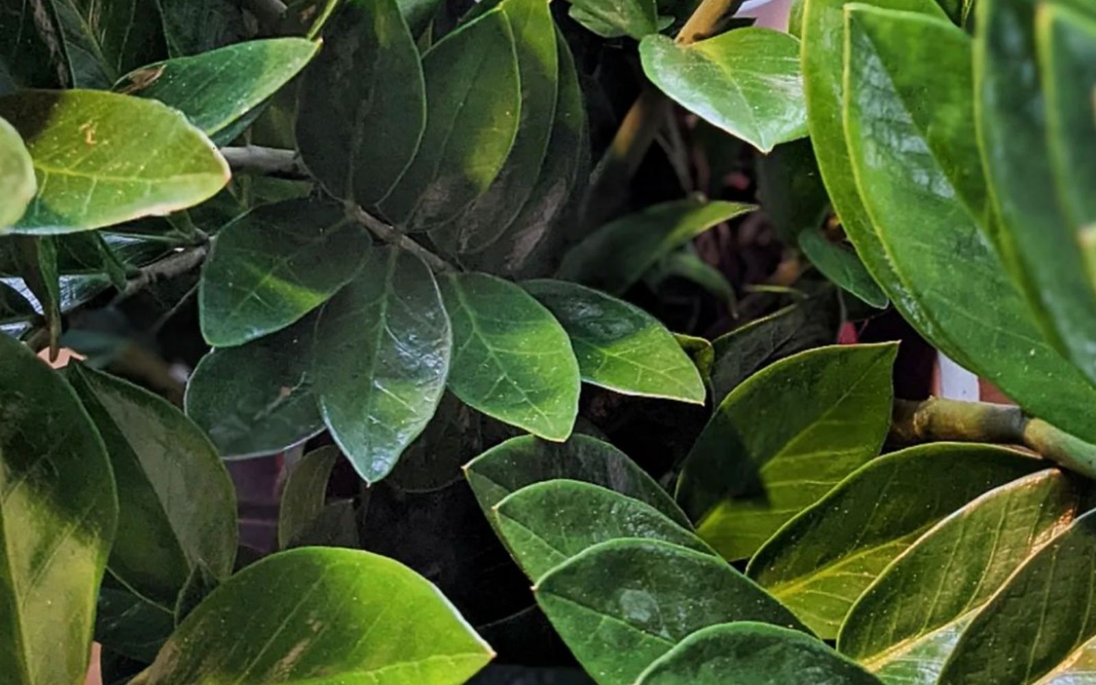Low-Light Loving Plants ZZ Plant - Zamioculcas - on Thursd. Low-Light Loving Plants ZZ Plant - Zamioculcas - on Thursd.