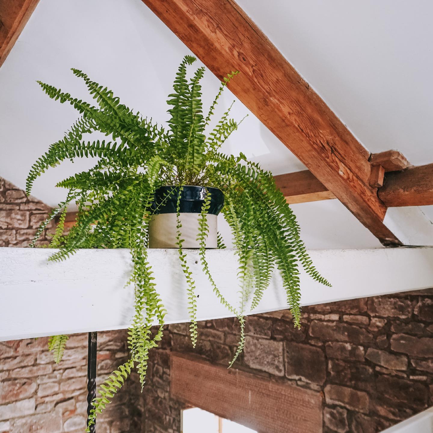 Boston fern - Nephrolepis Exaltata - for shade - on Thursd Boston fern - Nephrolepis Exaltata - for shade - on Thursd