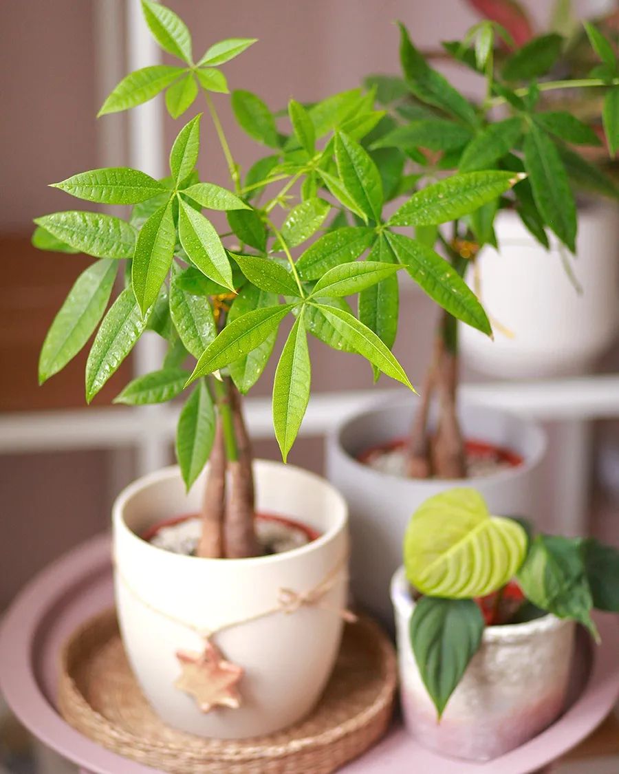 35 Best Indoor Plants That Clean the Air and Remove Toxins - on Thursd Money plant Pachira Aquatica on Thursd