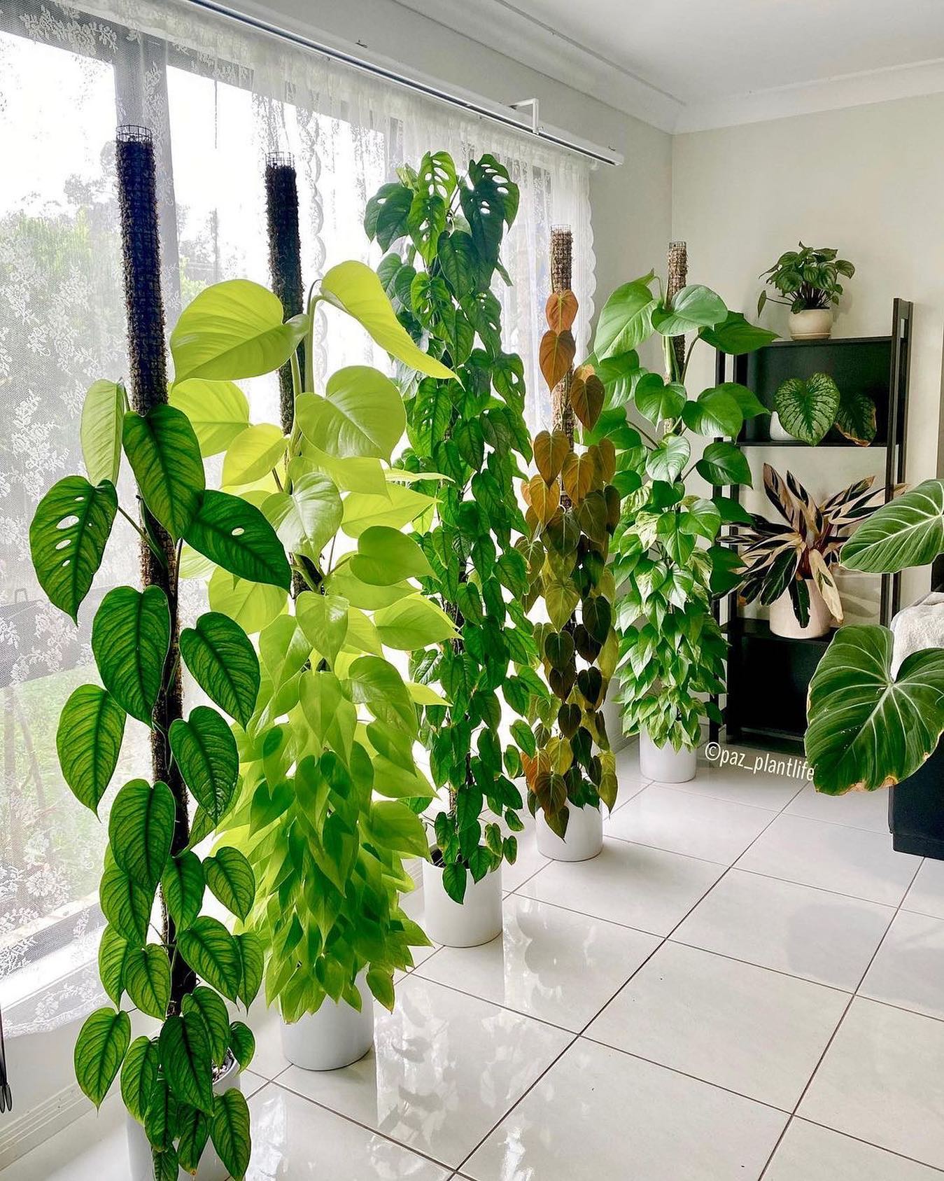 Row of moss-pole climbers—philodendron, pothos, scindapsus—bathing in window light, naturally scrubbing VOCs from indoor air.
