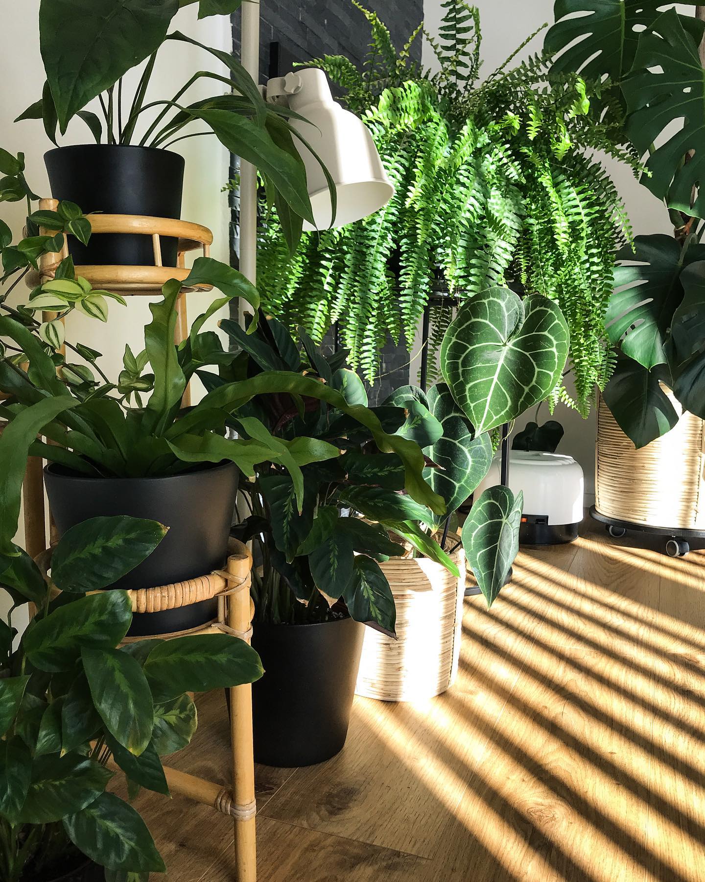 Cluster of air-purifying houseplants—Boston fern, monstera, anthurium & friends—brightening a sunny corner while filtering indoor toxins.