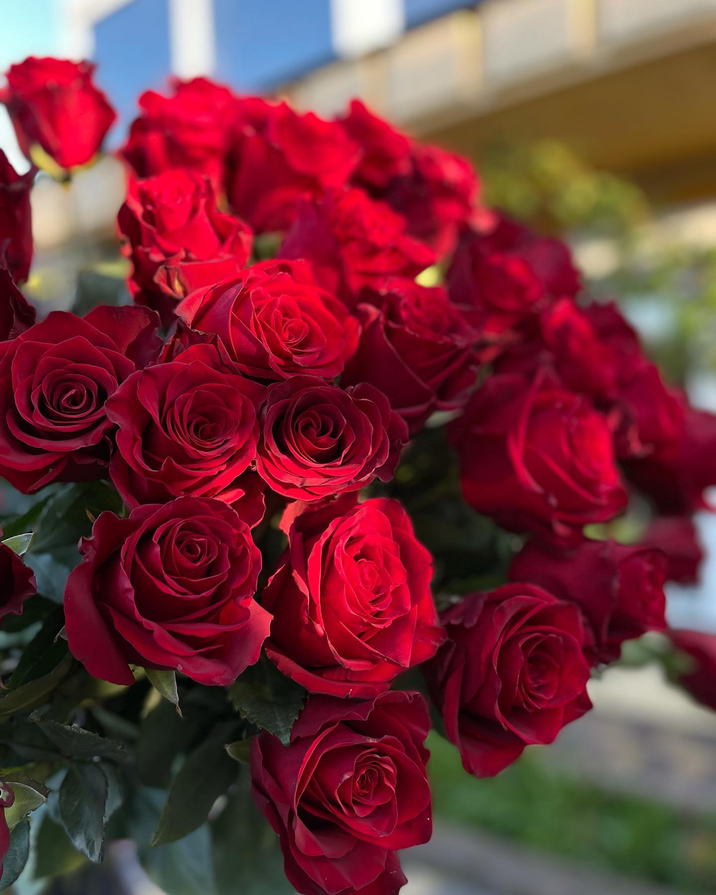 Rose Explorer by @Iren_flowers_w.love on Thursd Red Rose Explorer for Valentine's