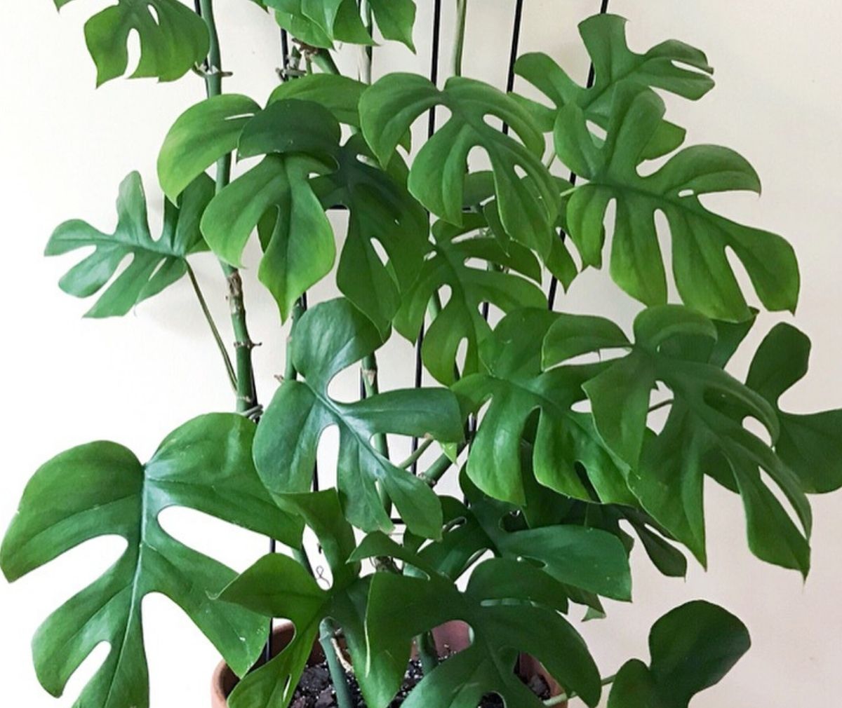 Rhaphidophora Tetrasperma Rhaphidophora Tetrasperma - on Thursd.