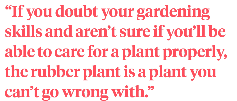 Quote Strong Houseplants